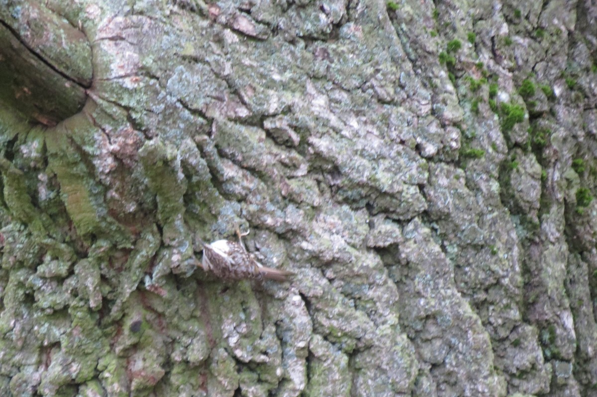 טפס-עצים אירופי - ML646047249