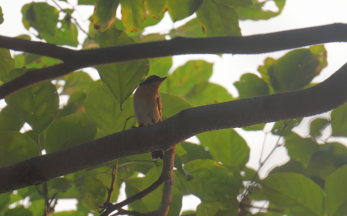 Tickell's Blue Flycatcher - ML646047250