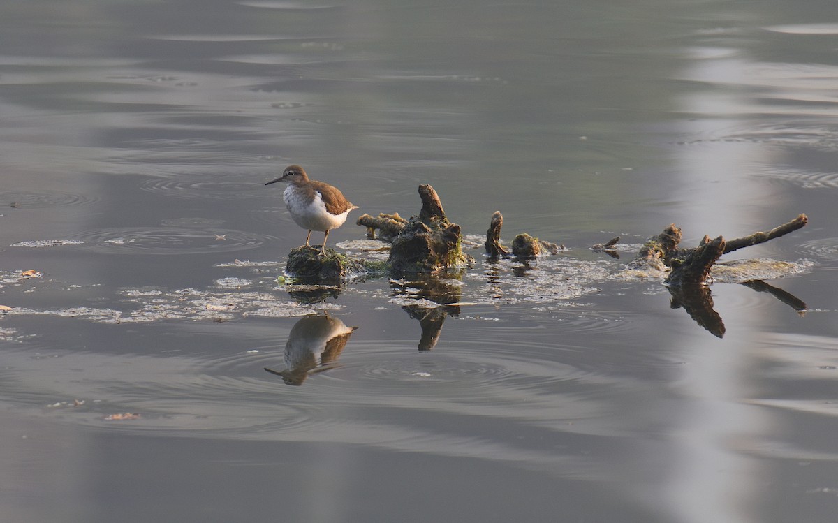 Common Sandpiper - ML646047252
