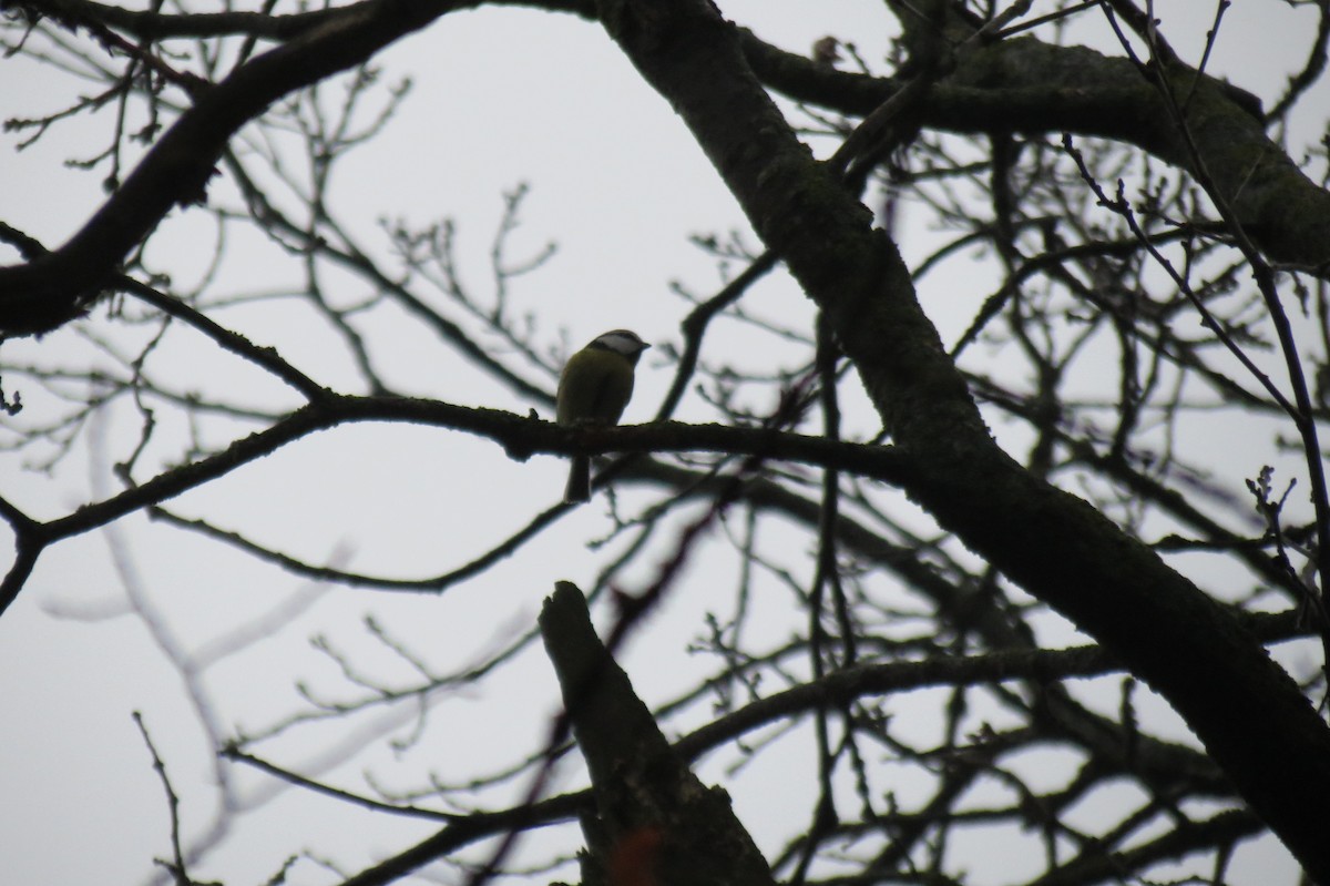 Herrerillo Común - ML646047256