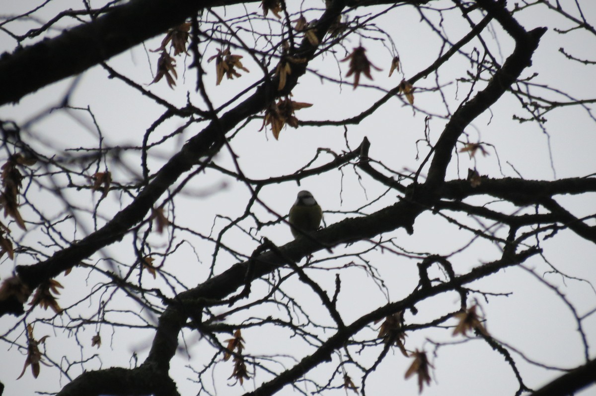 Herrerillo Común - ML646047257