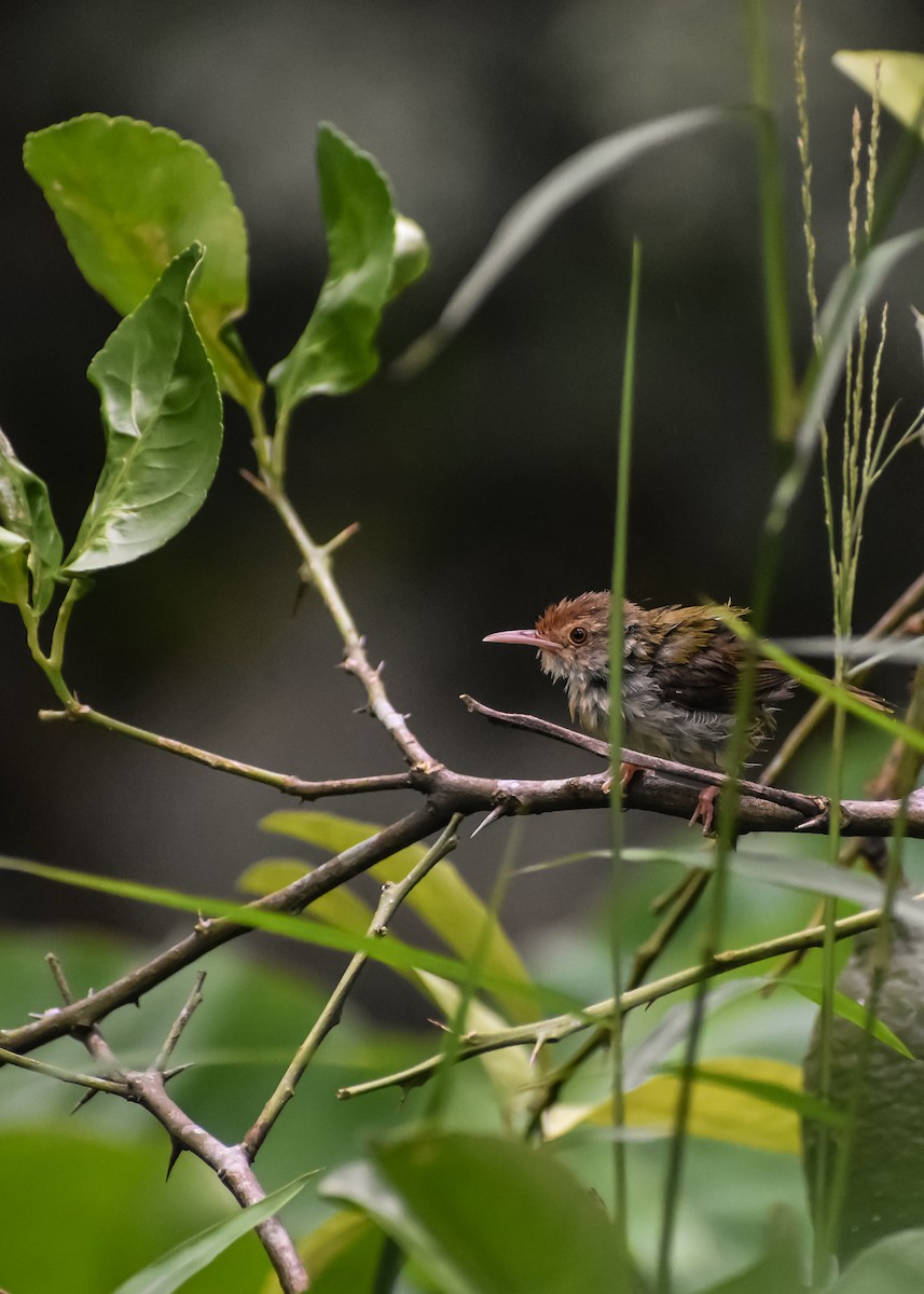 langstjertskredderfugl - ML646047258