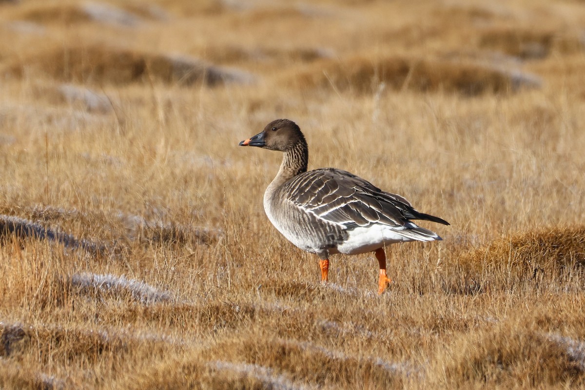 Oca granaiola della tundra - ML646047259