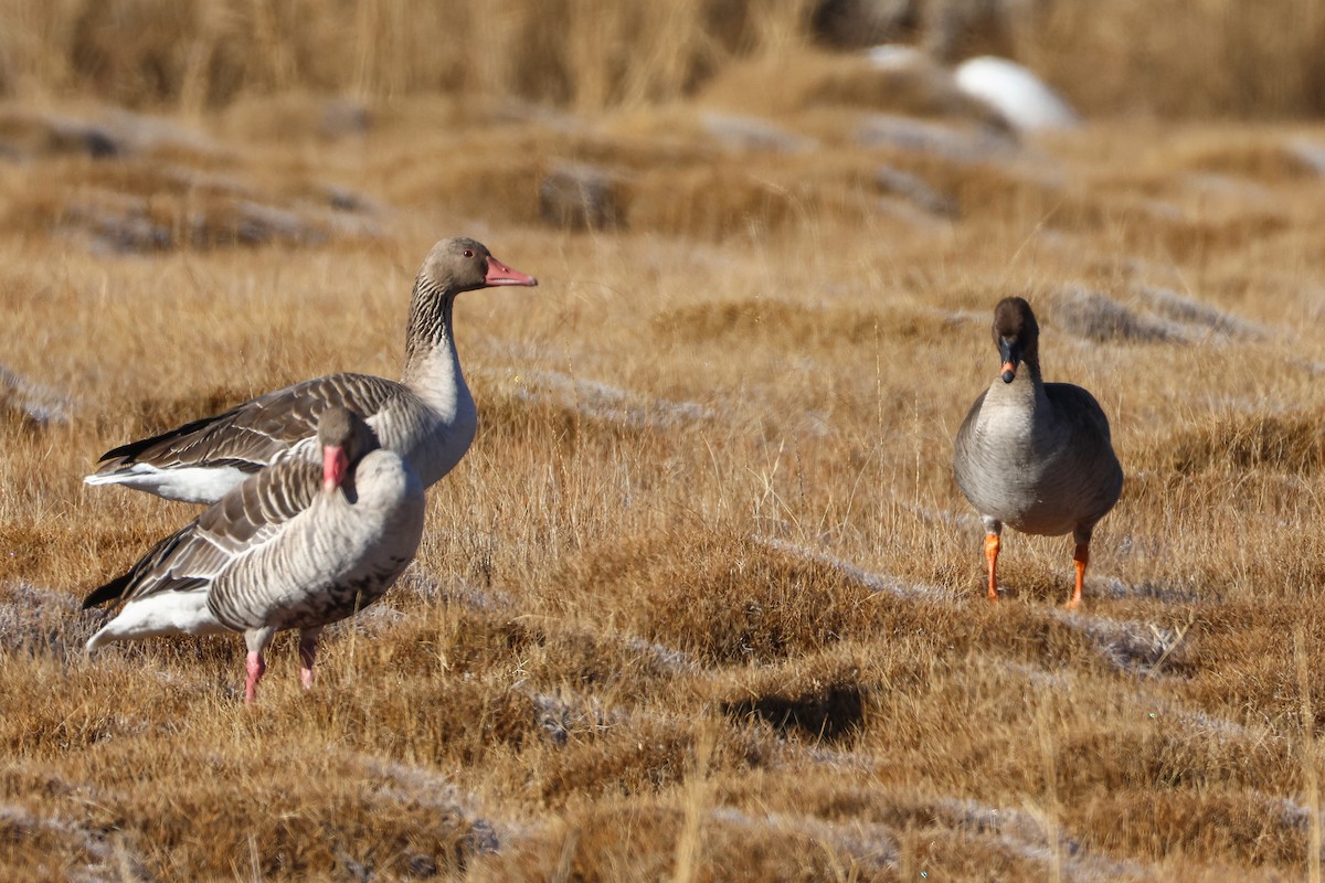 Oca granaiola della tundra - ML646047260