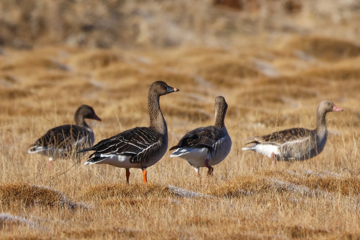 Oca granaiola della tundra - ML646047261
