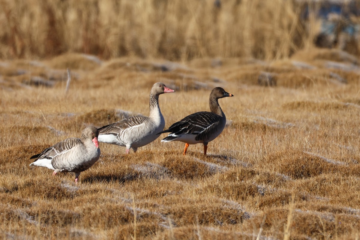 Oca granaiola della tundra - ML646047262