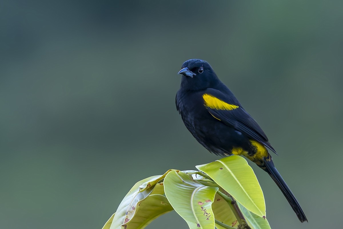 Cuban Oriole - ML646047268
