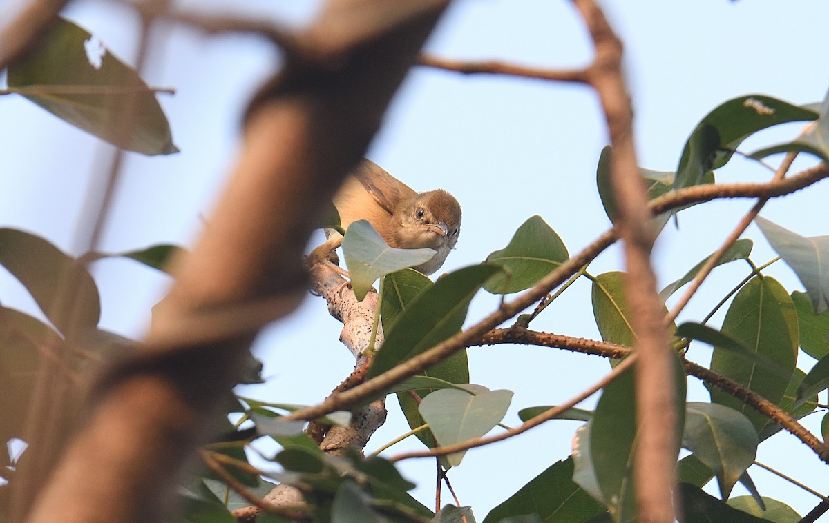 קנית אפריקנית - ML646047270