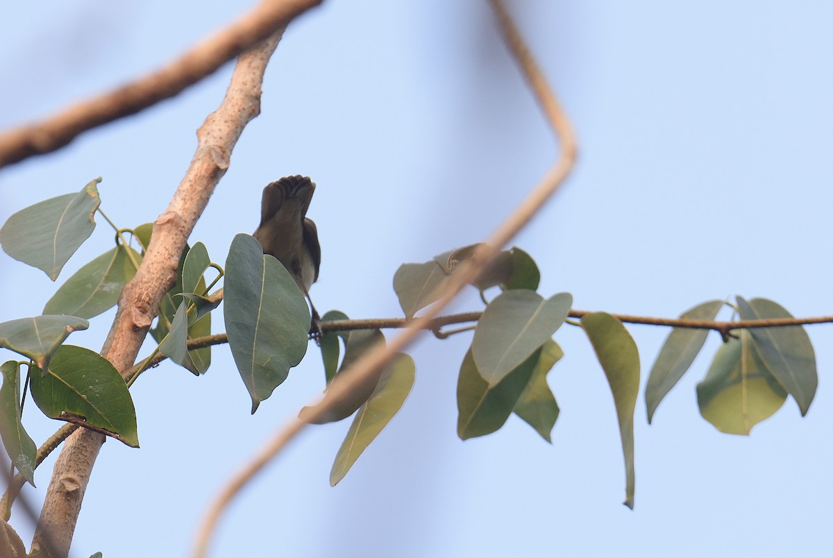 קנית אפריקנית - ML646047272