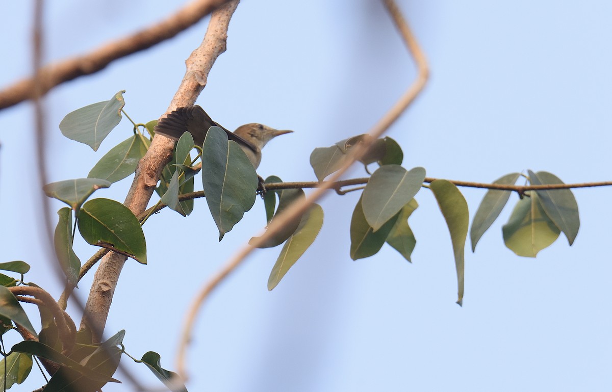 קנית אפריקנית - ML646047273