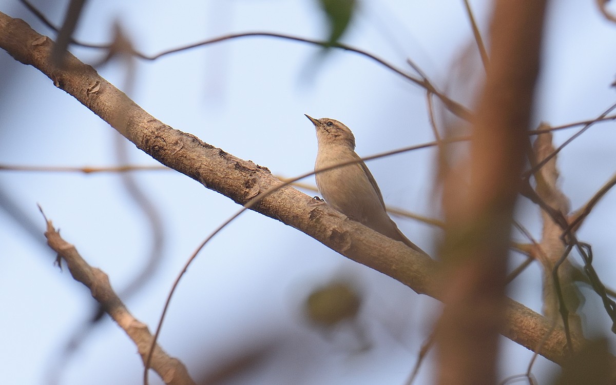 Common Chiffchaff - ML646047290