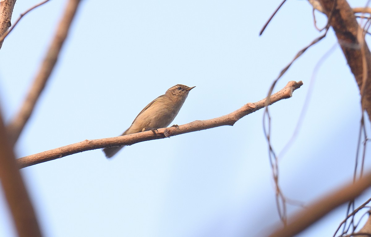 Common Chiffchaff - ML646047291