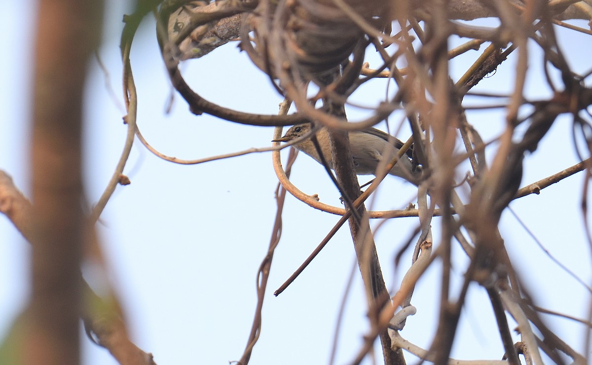 Common Chiffchaff - ML646047292
