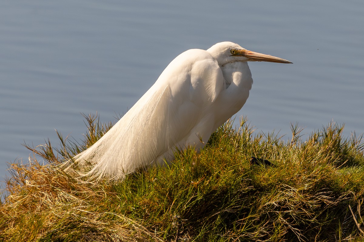 Great Egret - ML646047297