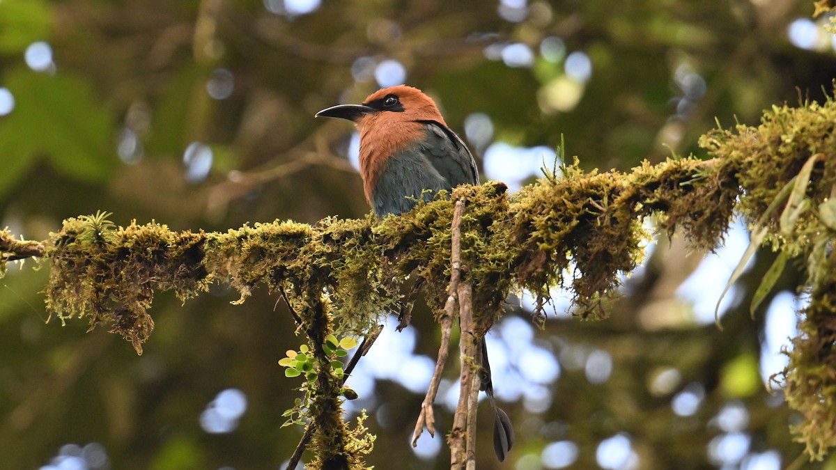 Broad-billed Motmot - ML646047300