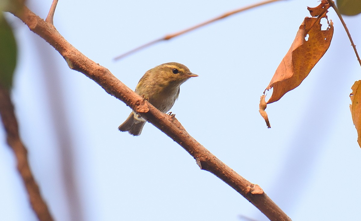 Вівчарик жовточеревий - ML646047302