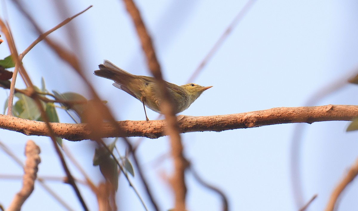 Вівчарик жовточеревий - ML646047303
