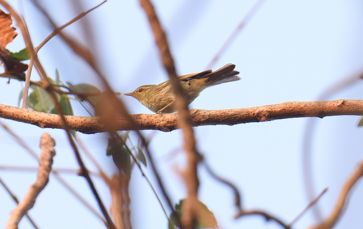 Вівчарик жовточеревий - ML646047304