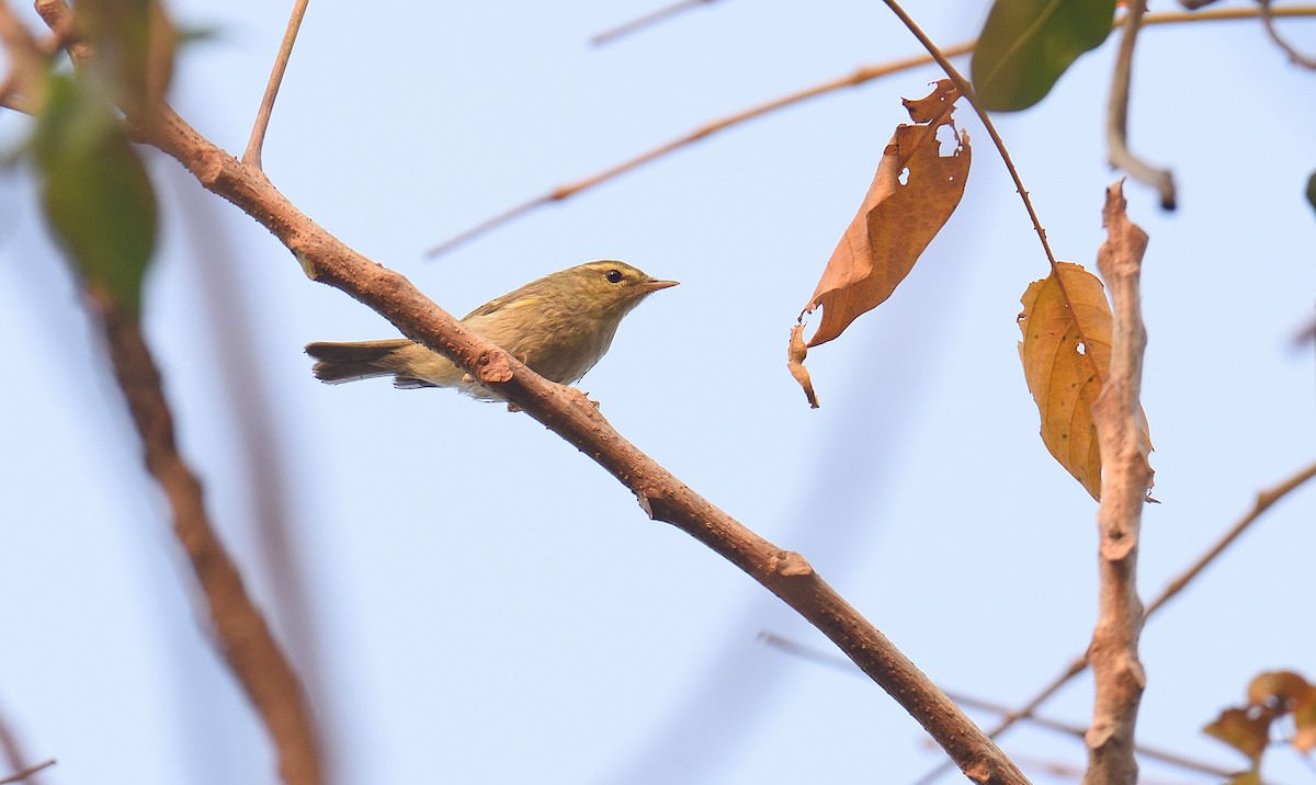 Вівчарик жовточеревий - ML646047305