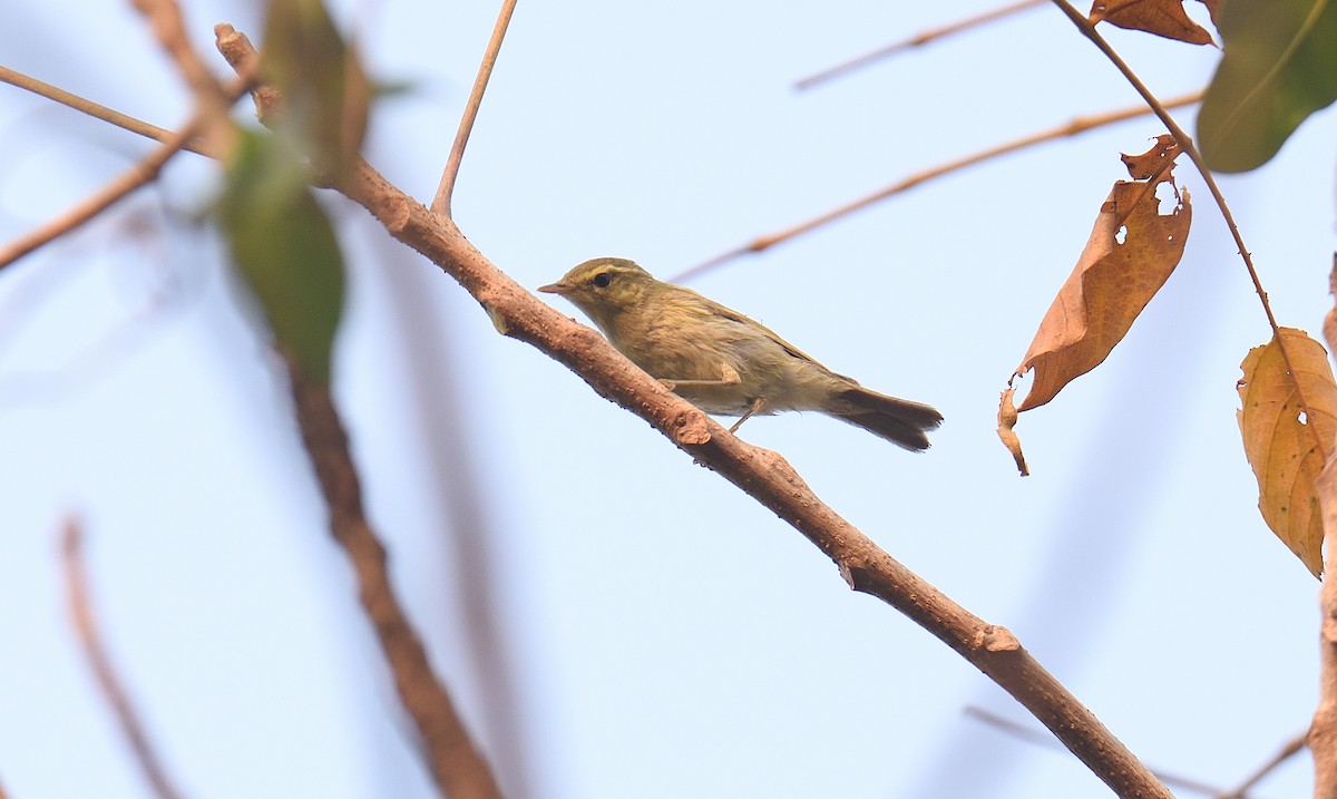 Вівчарик жовточеревий - ML646047306
