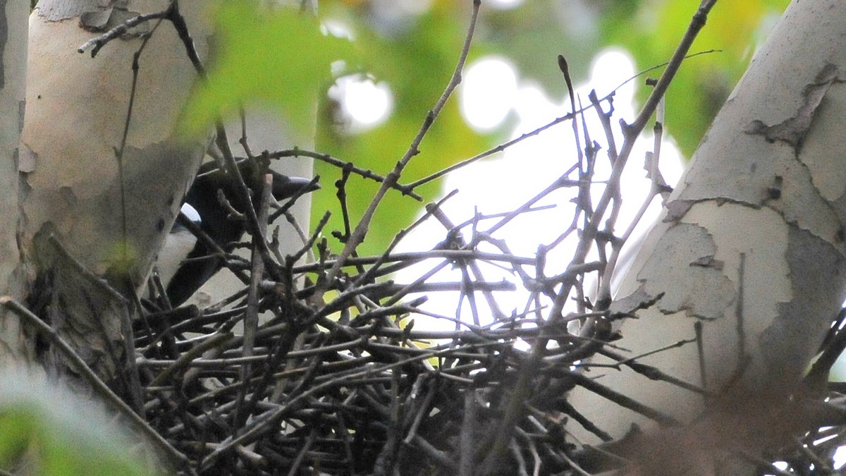 Дорнын шаазгай - ML646047308