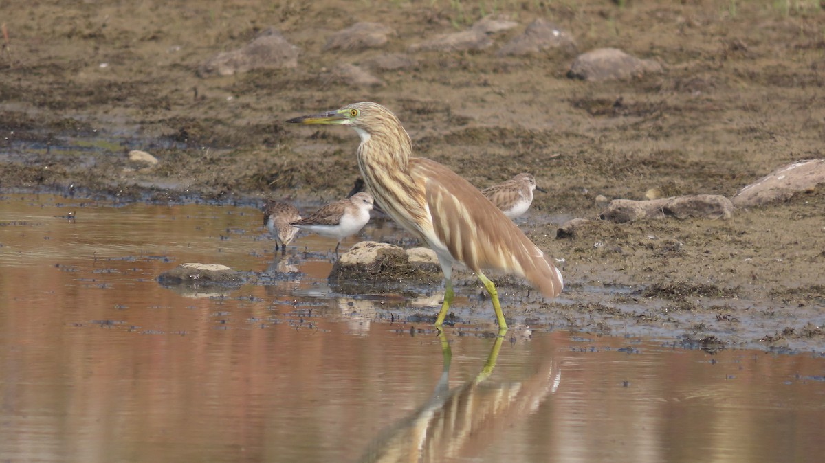 Indian Pond-Heron - ML646047315