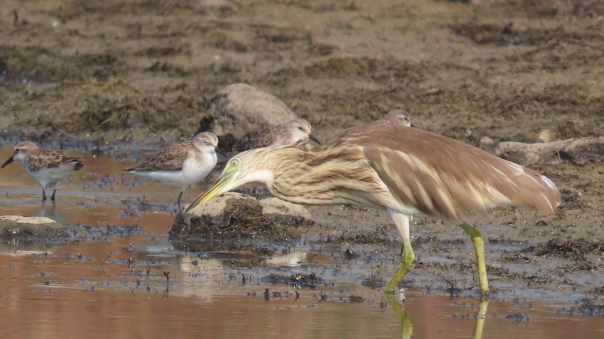 Indian Pond-Heron - ML646047316