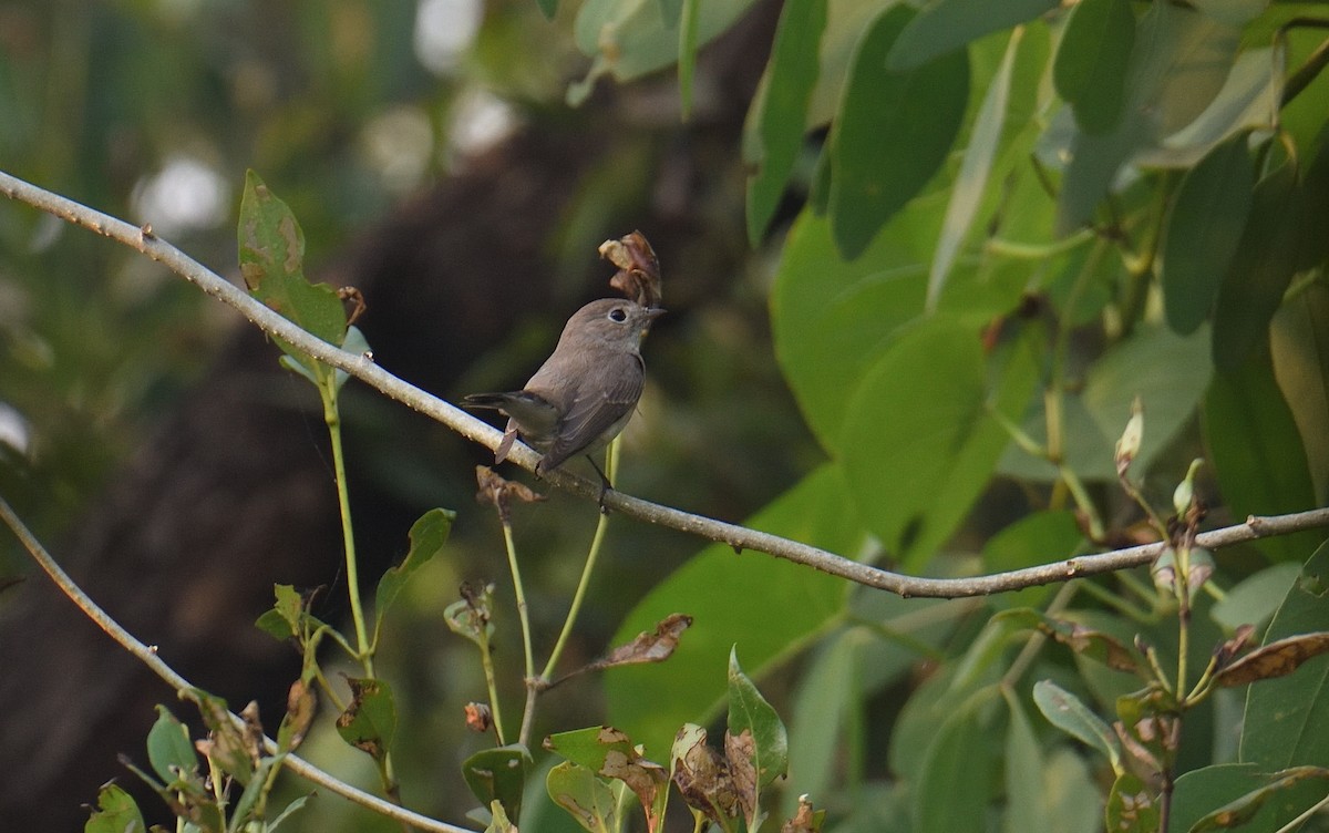 Red-breasted Flycatcher - ML646047317