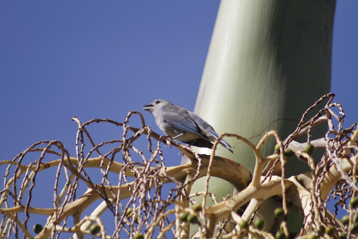 Sayaca Tanager - ML646047319