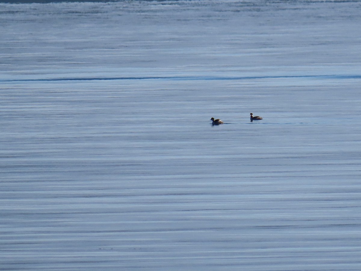 ハジロカイツブリ - ML646047328