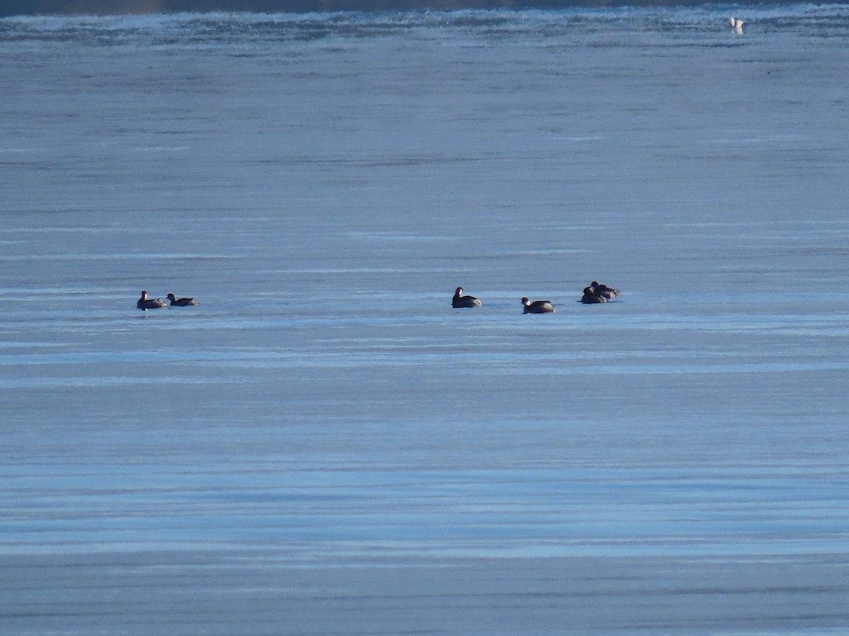 ハジロカイツブリ - ML646047329