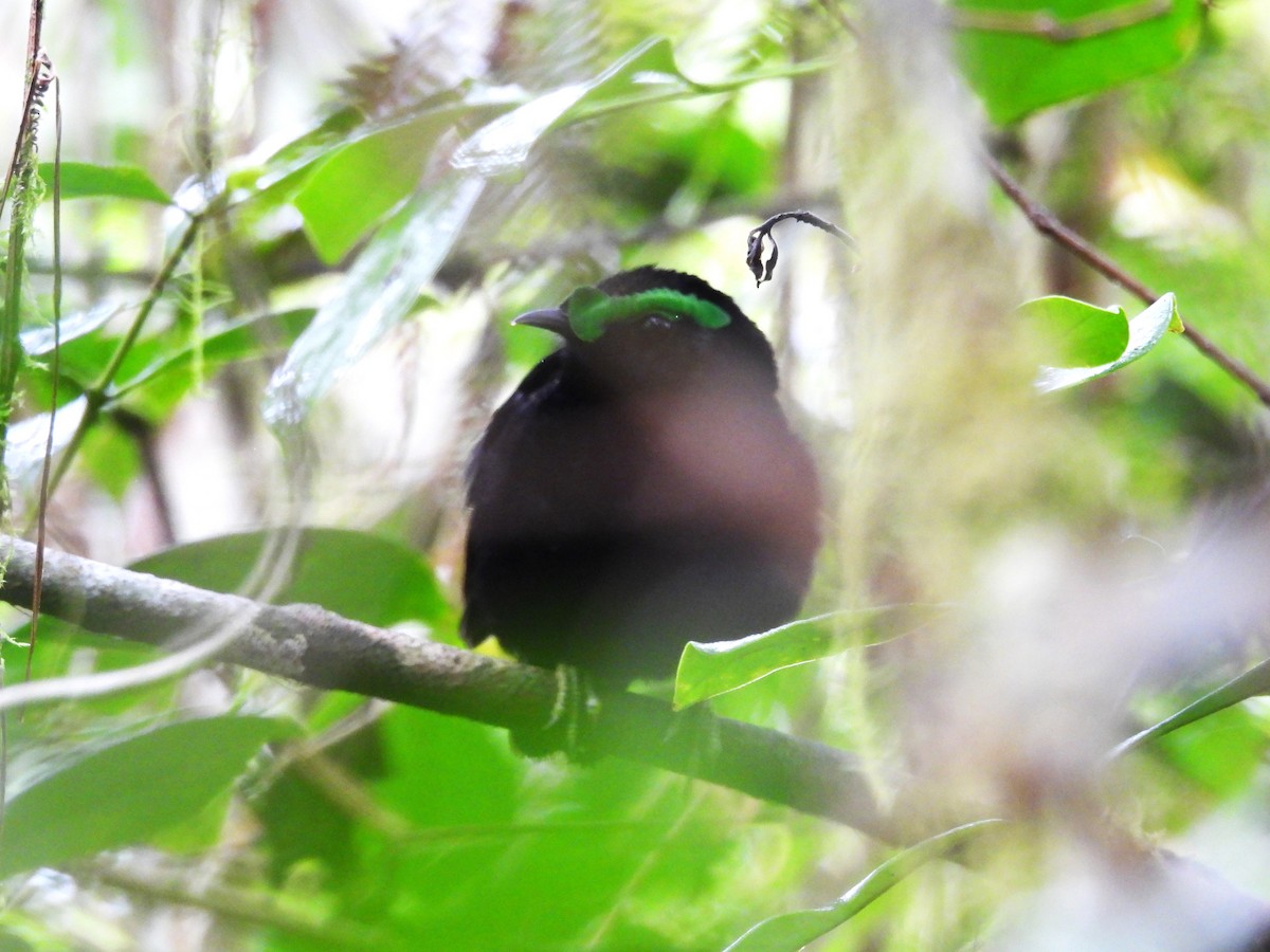 Velvet Asity - ML646047332