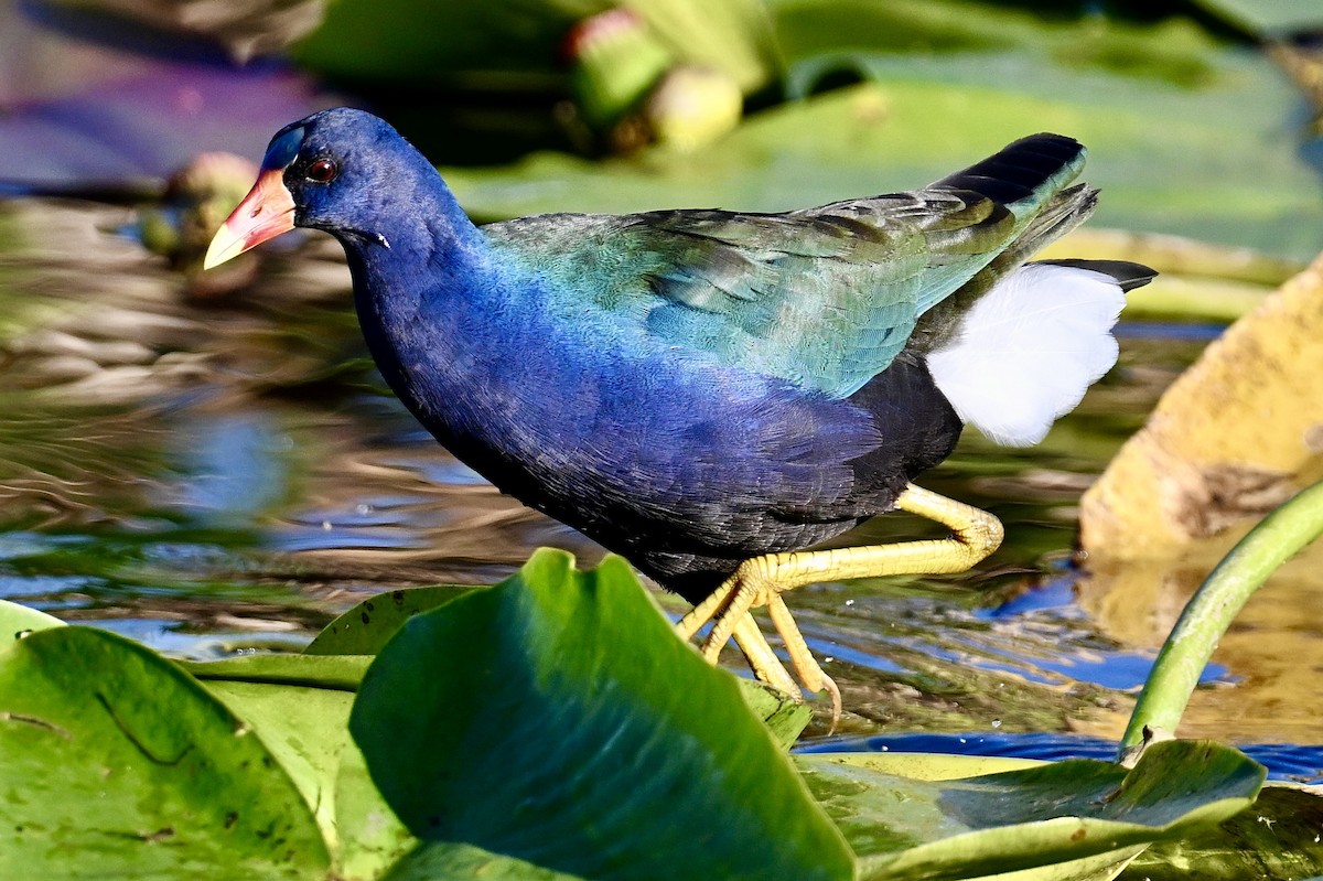 Purple Gallinule - ML646047333