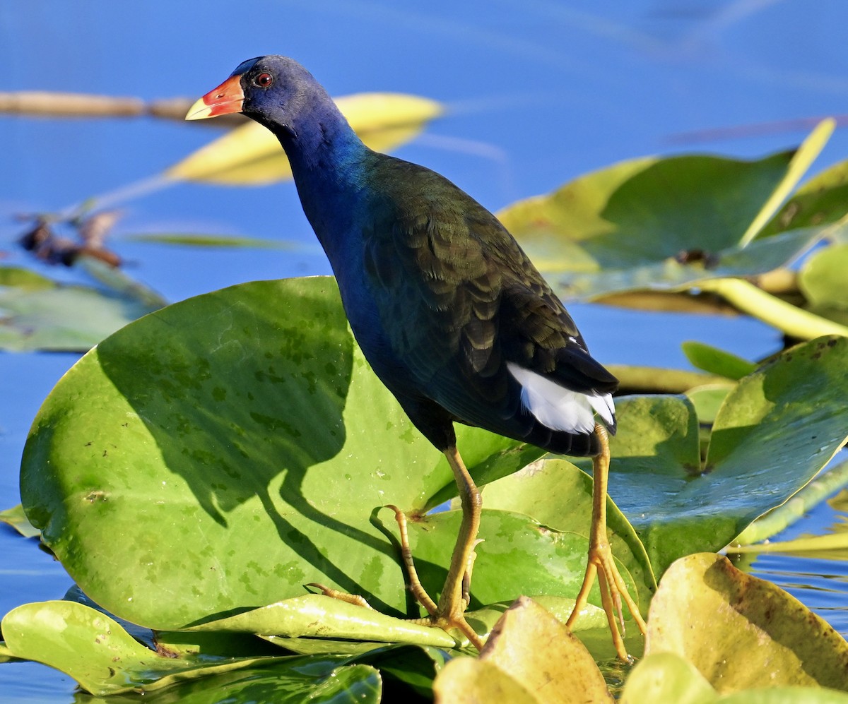 Purple Gallinule - ML646047334