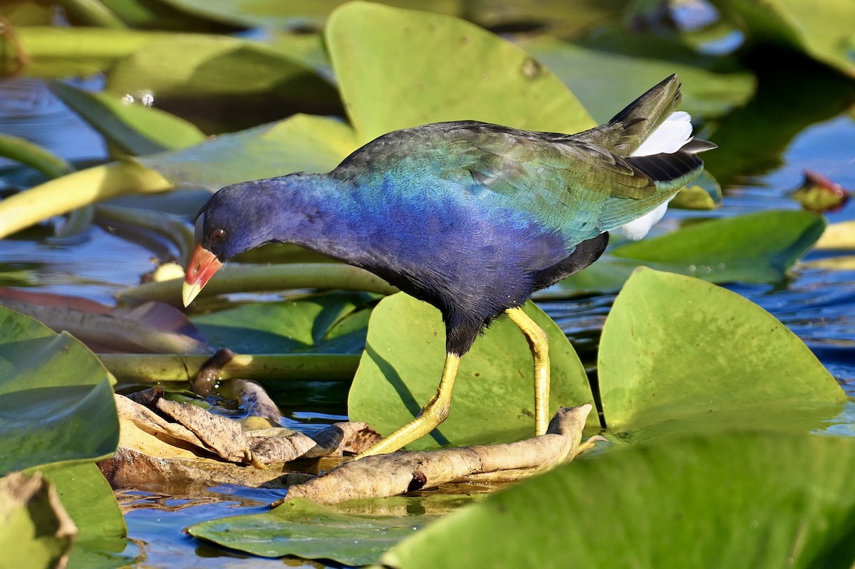 Purple Gallinule - ML646047335
