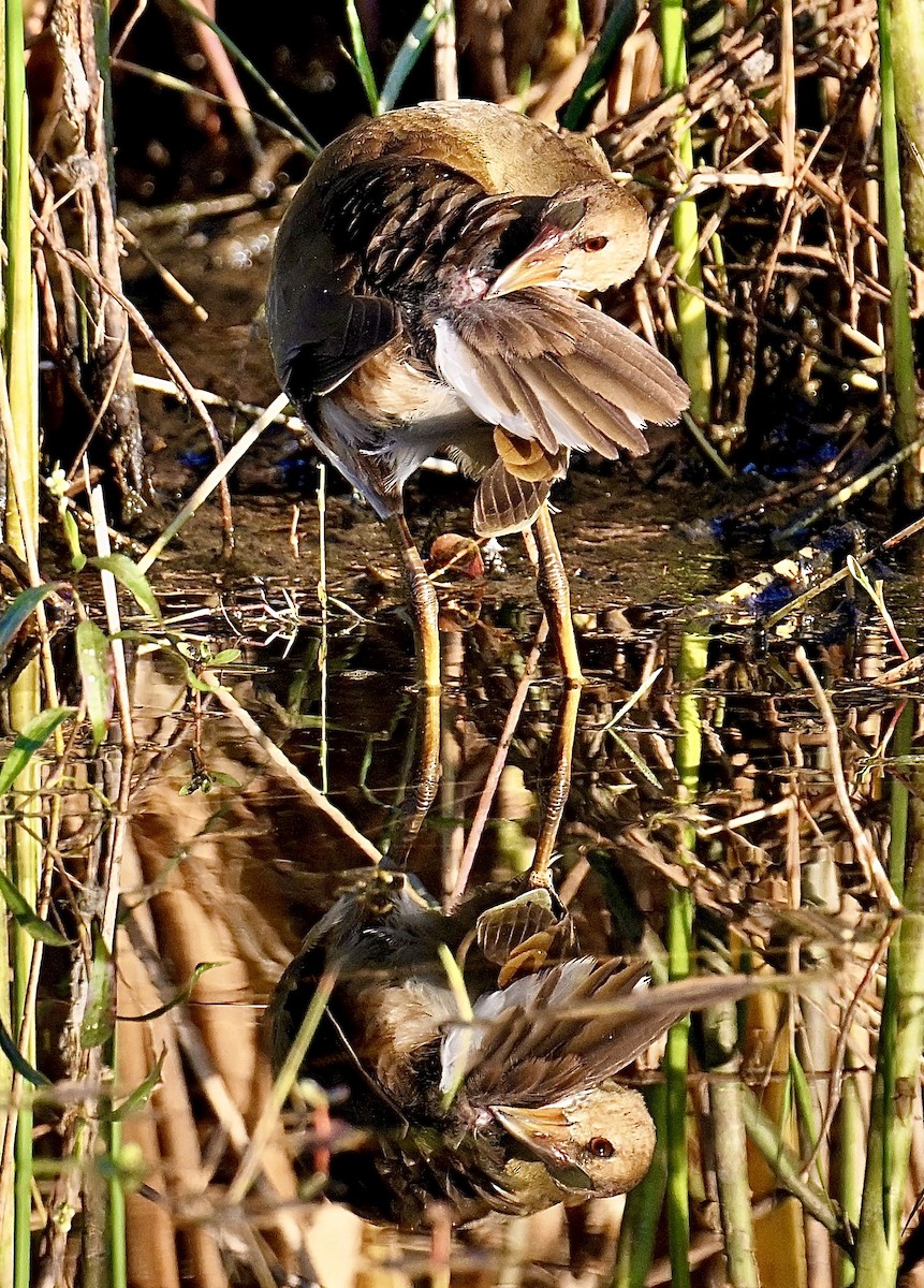 Purple Gallinule - ML646047336