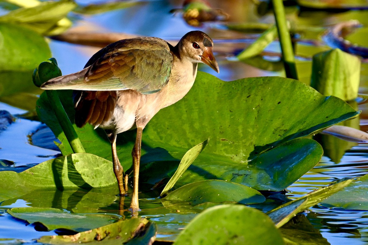 Purple Gallinule - ML646047337