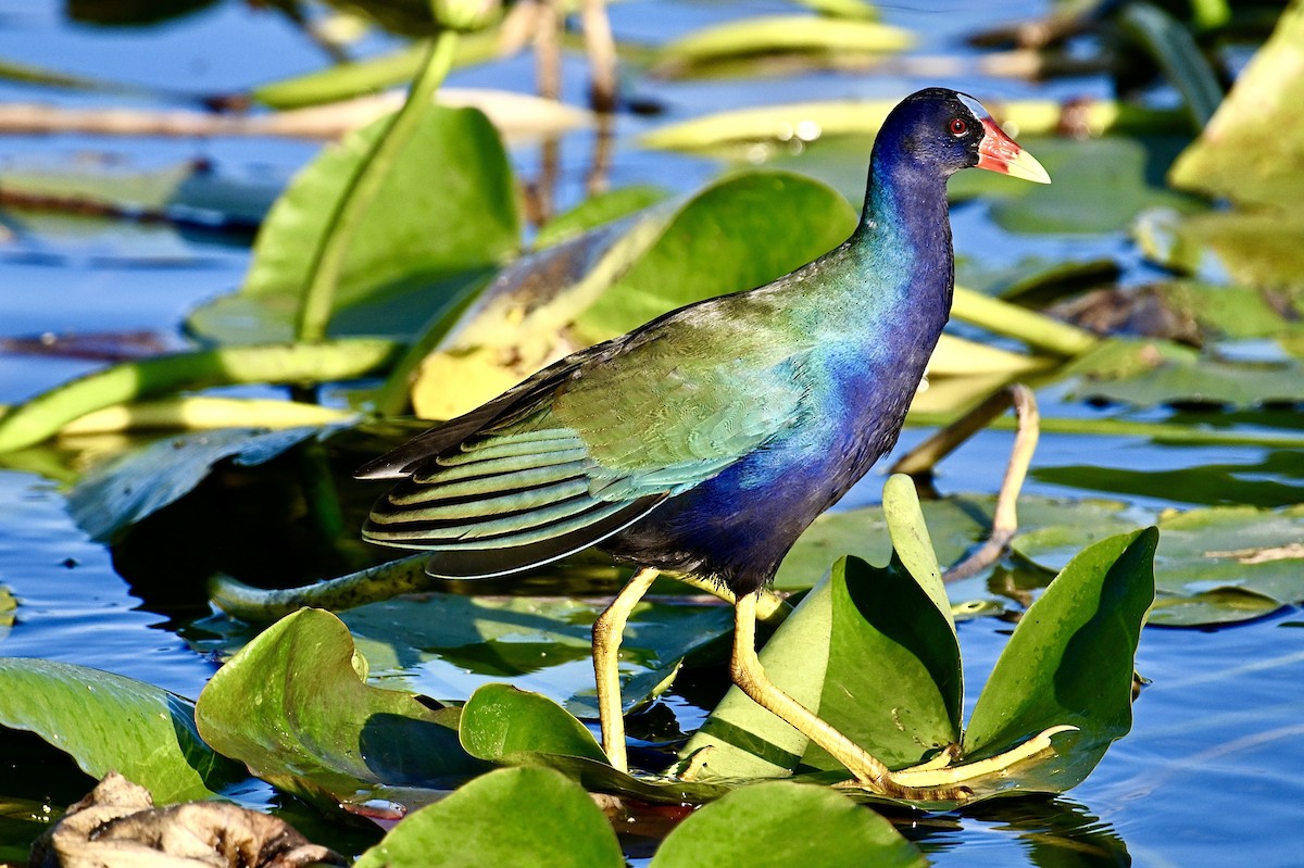 Purple Gallinule - ML646047342
