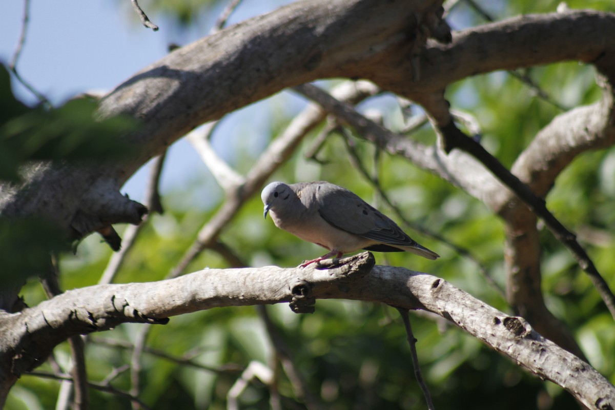Eared Dove - ML646047347