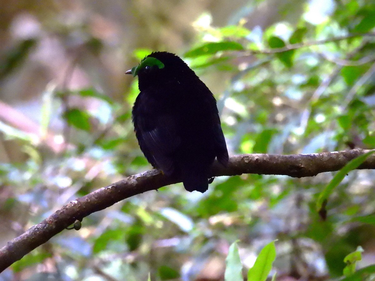 Velvet Asity - ML646047348