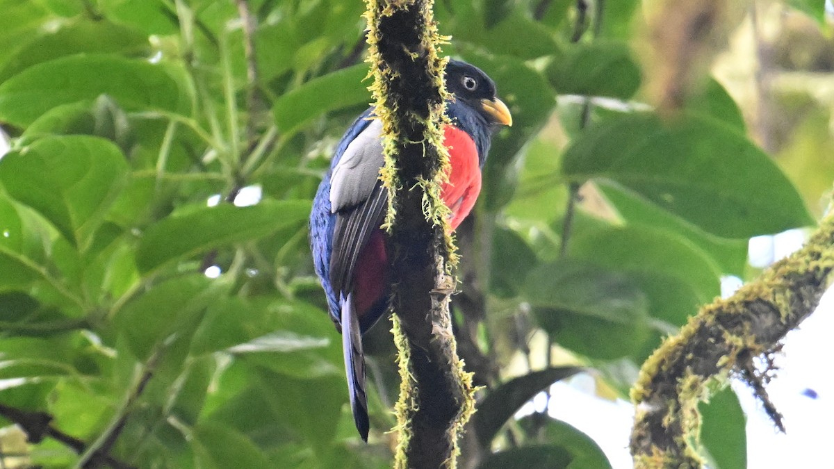 Blue-tailed Trogon - ML646047360