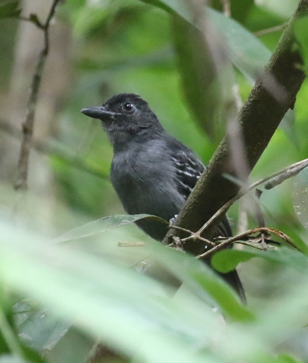Blackish-gray Antshrike - ML646047361