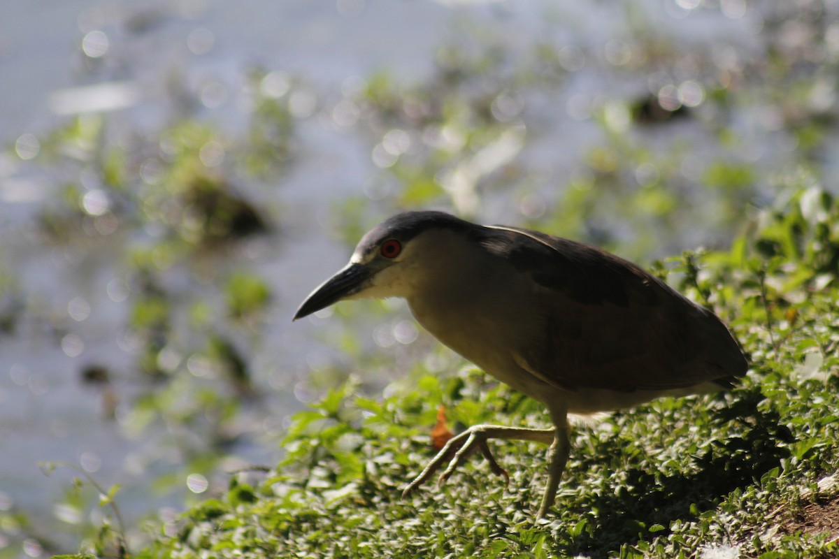 Black-crowned Night Heron - ML646047366