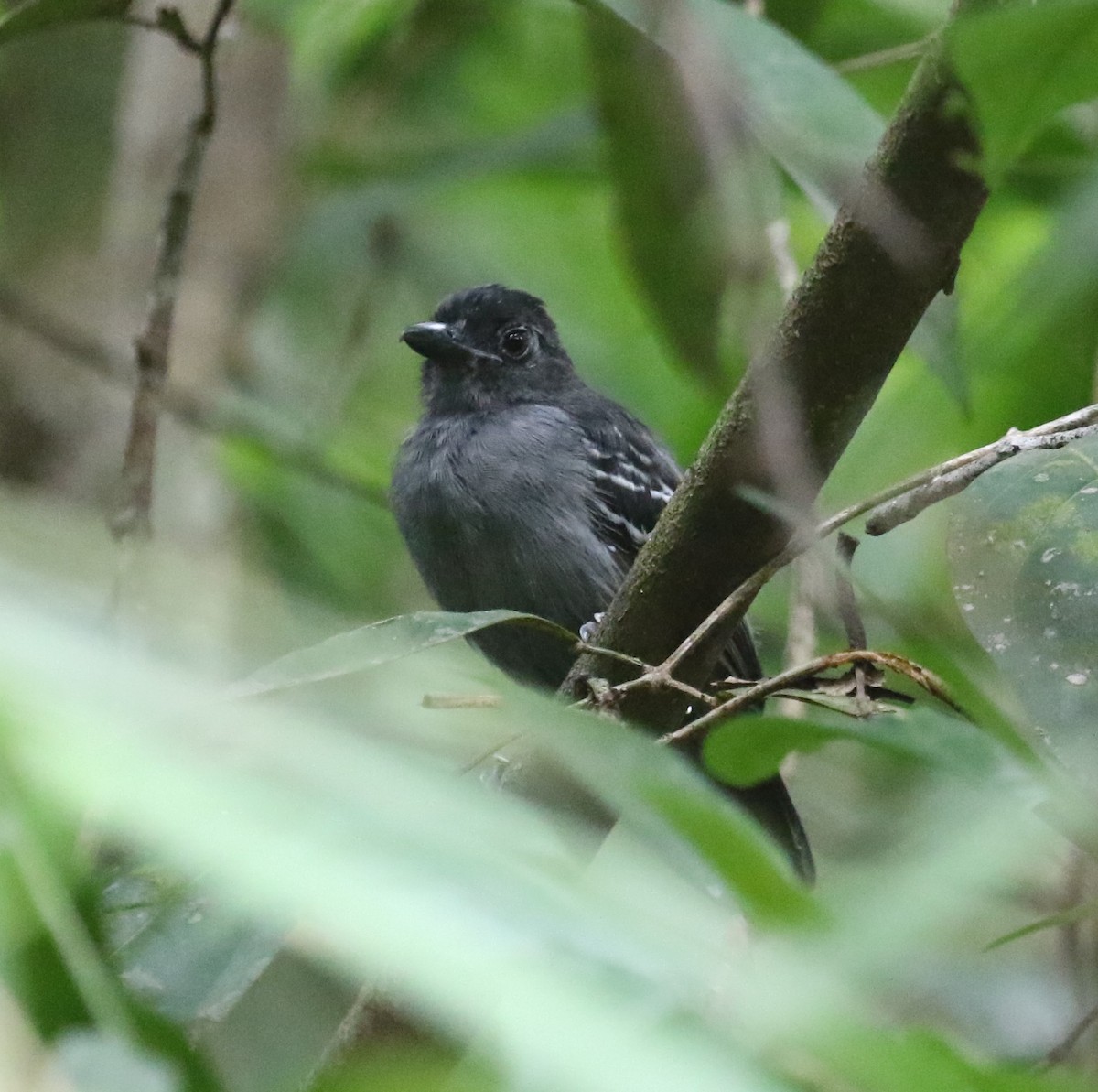 Blackish-gray Antshrike - ML646047367