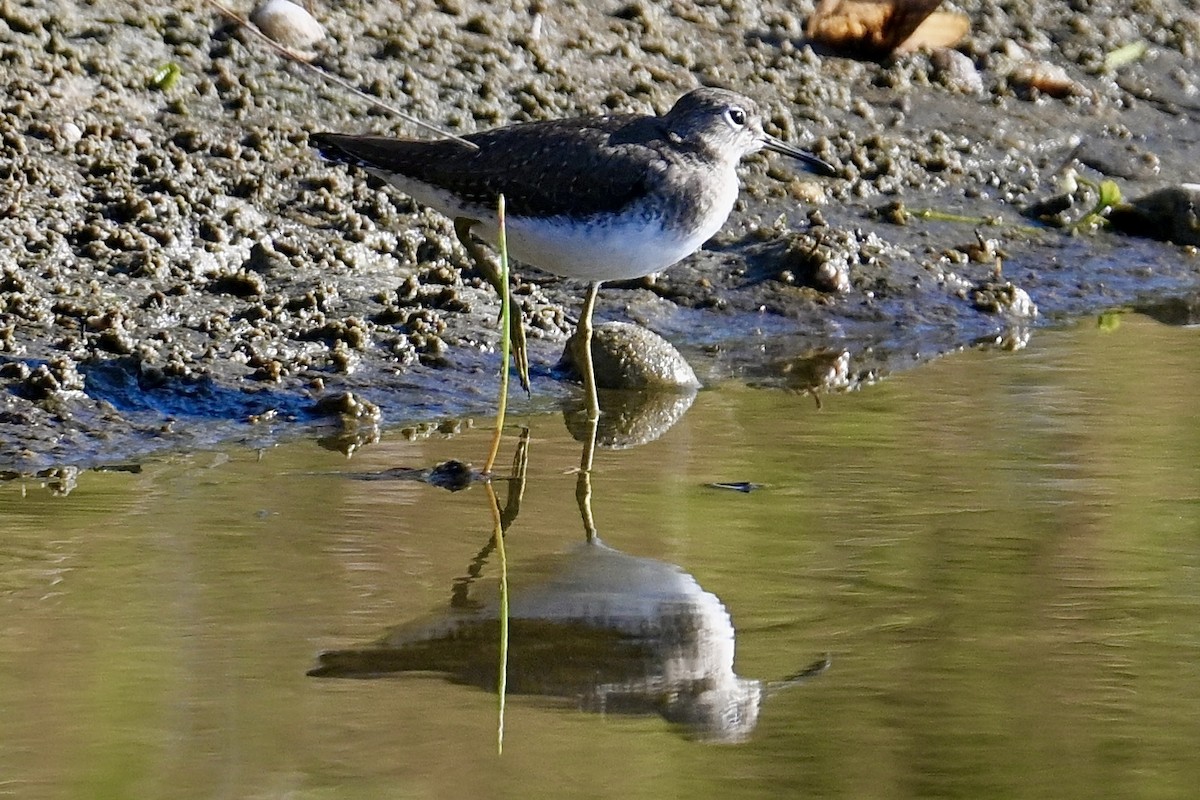 Solitary Sandpiper - ML646047368