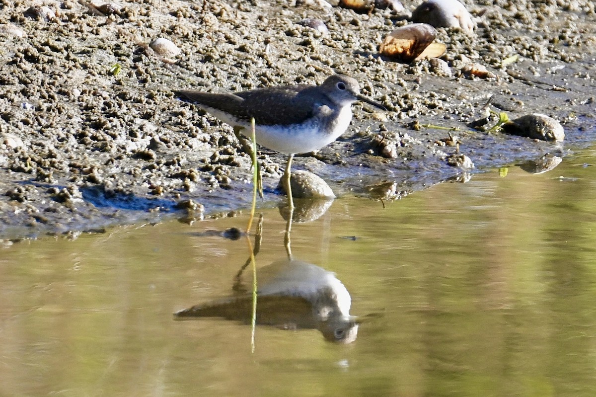 Solitary Sandpiper - ML646047369