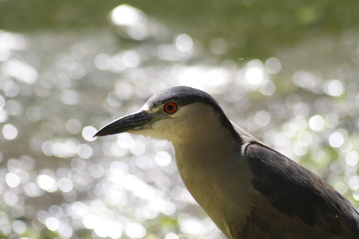 Black-crowned Night Heron - ML646047372