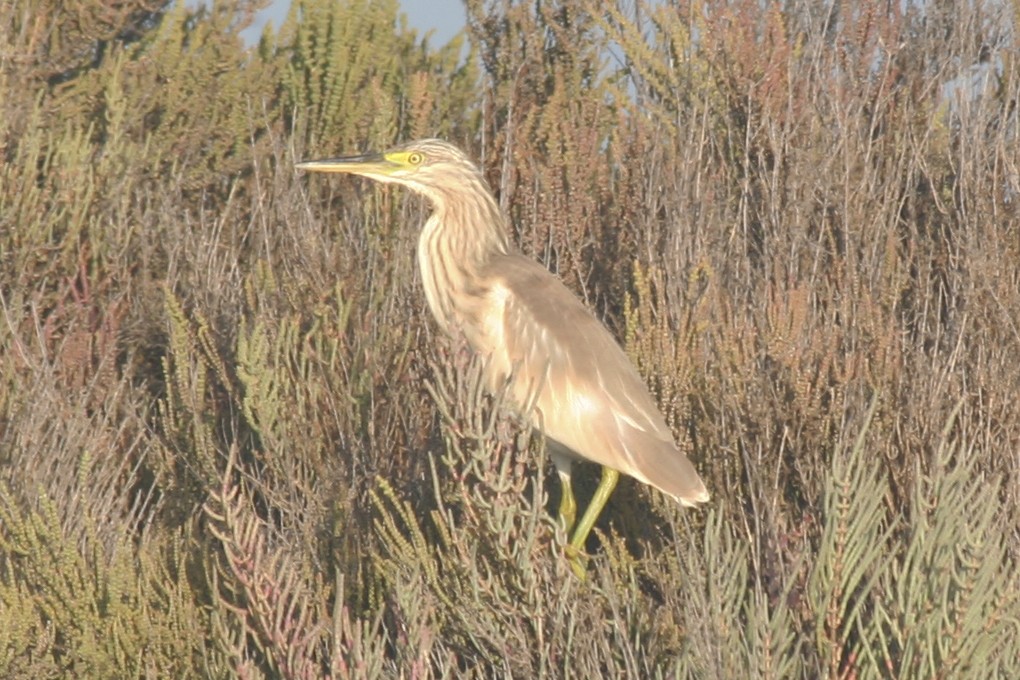 Squacco Heron - ML646047373