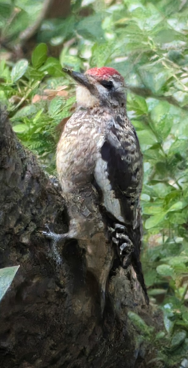 Yellow-bellied Sapsucker - ML646047374