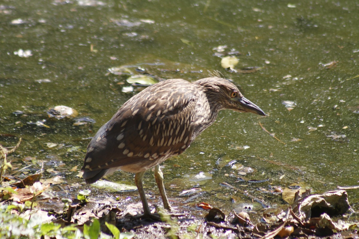 Black-crowned Night Heron - ML646047385